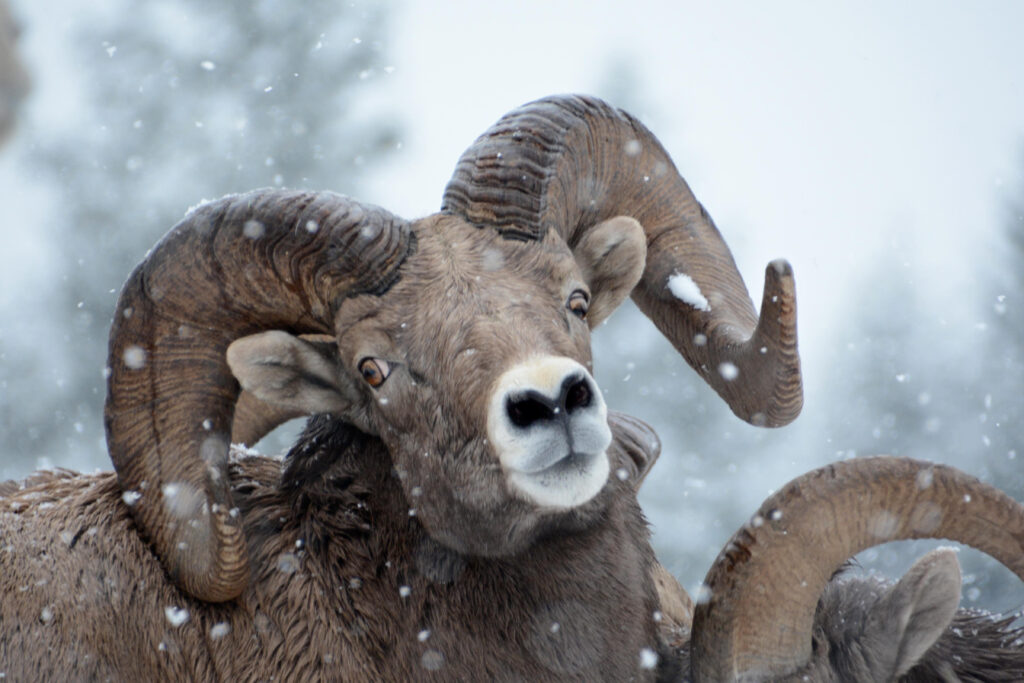 Bighorn Sheep